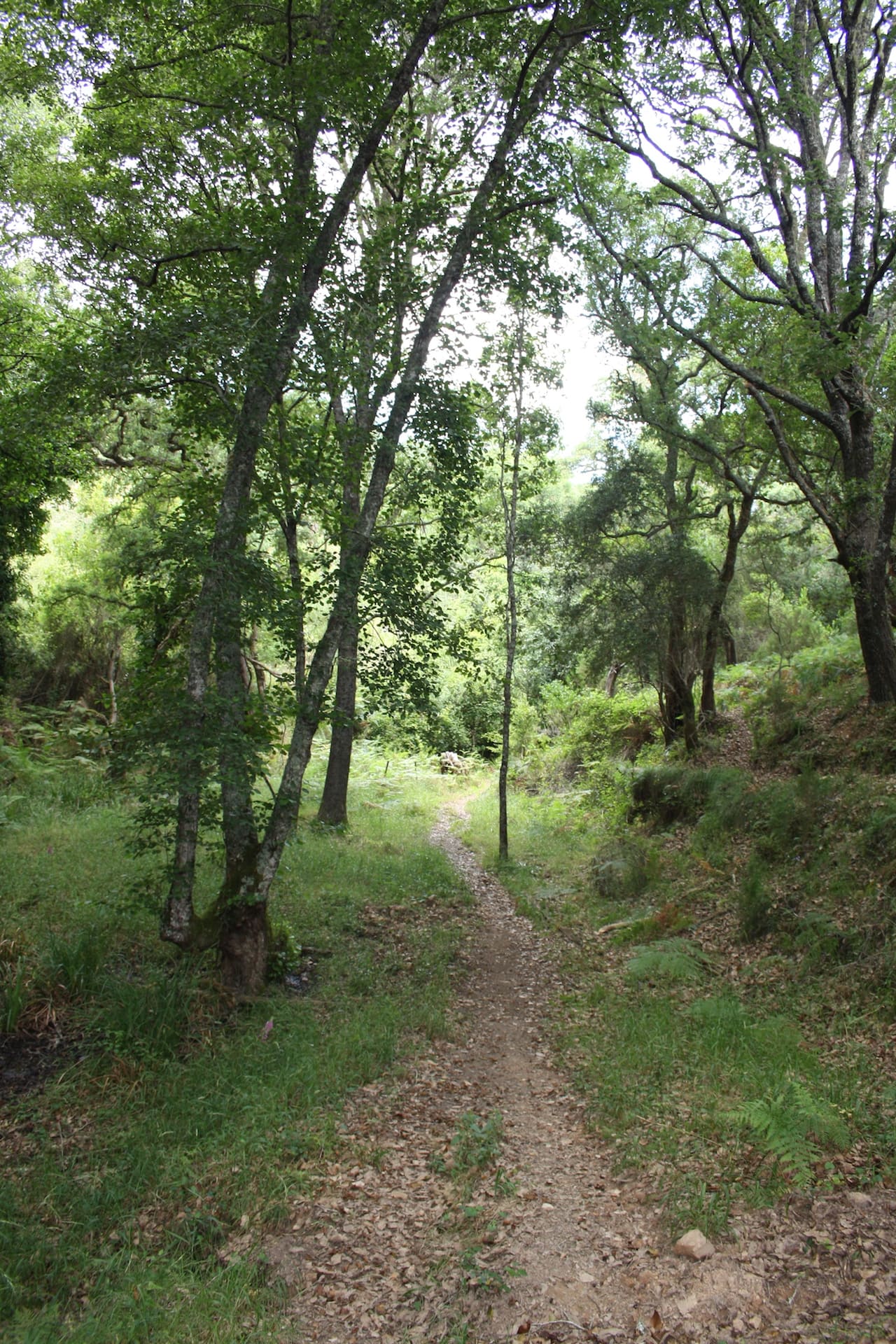 Trilho que atravessa uma floresta mediterrânica no vale da Ribeira de Seixe